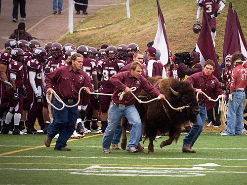 WTAMU Herdsmen Running the buffalo before the football team takes to the field.